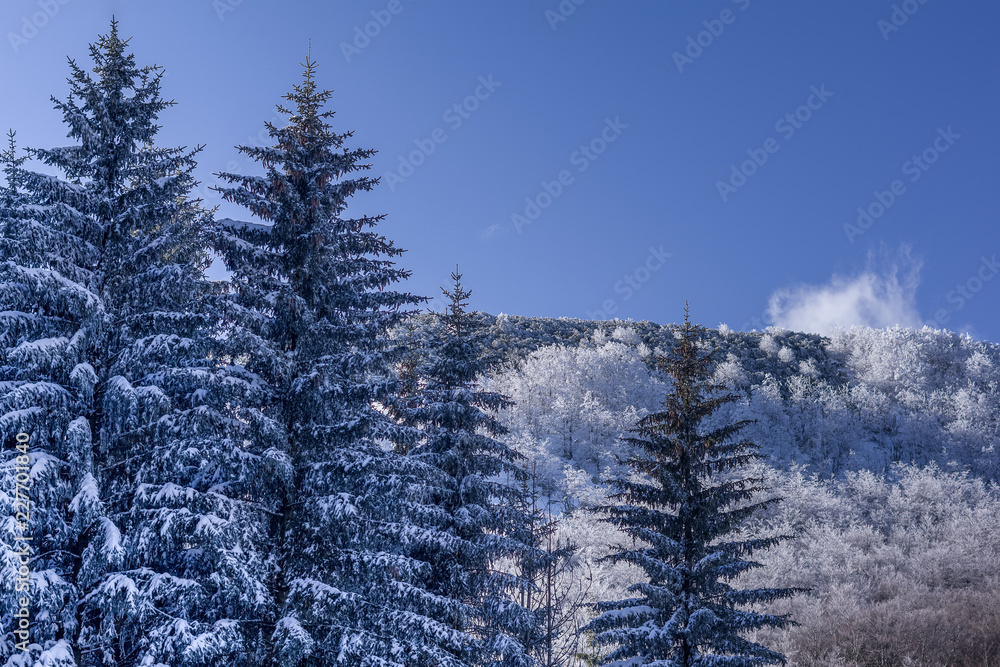 Obraz premium Landscape view of forest covered with white snow. Blue clear sky above. Mountain Ucka, Vojak, Croatia.