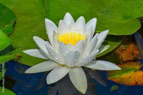 lotus flower white water lily in pond