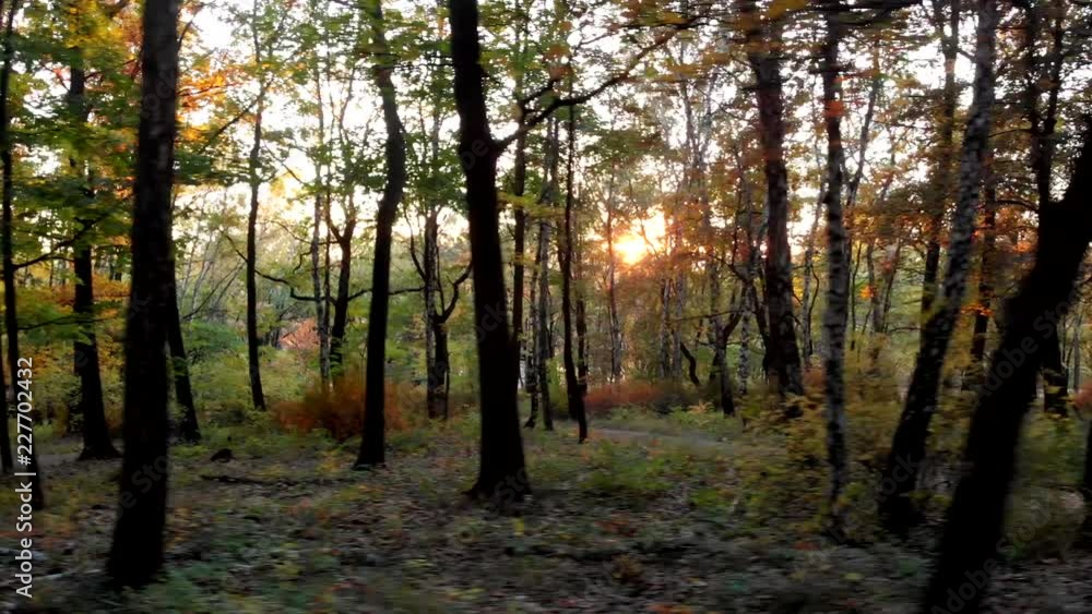 The setting sun shines through the trees in the park. The setting sun shines through the trees in the park.
