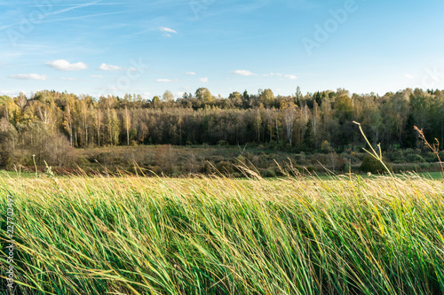 green grass tilted by wind on a background of autumn forest  evening time  the light of the setting sun  autumn landscape background