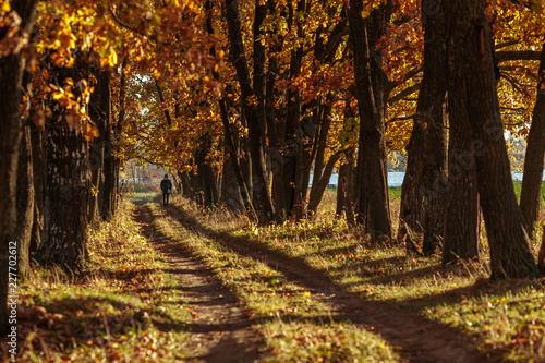 Oak alley and road stretching into the autumn at sunset. Man walking along the alley.