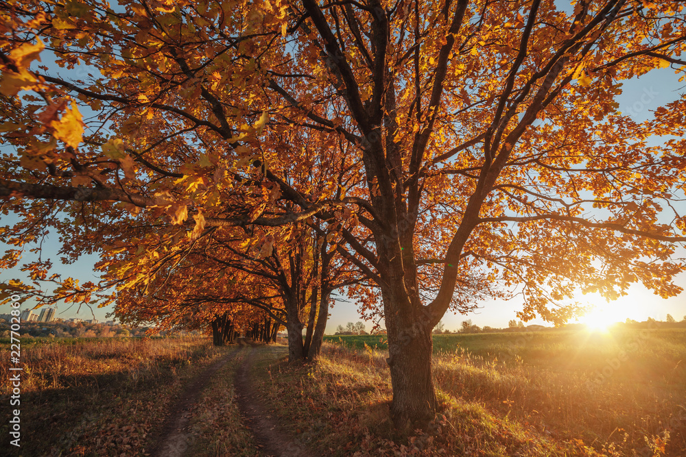 Oak alley and road stretching into the autumn at sunset