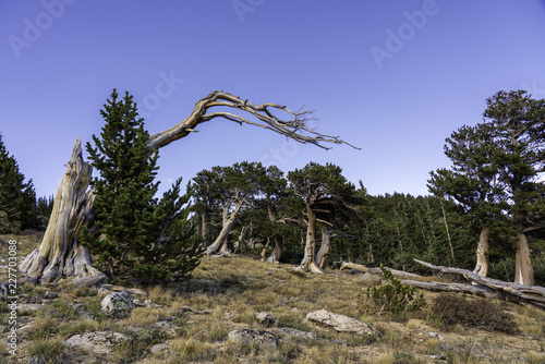 Ancient bristle cone pines on Mt. Evans, Colorado.