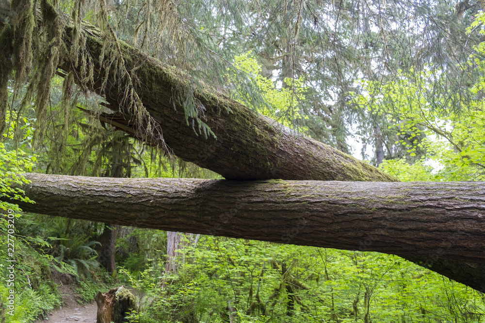 Fototapeta premium tree in forest