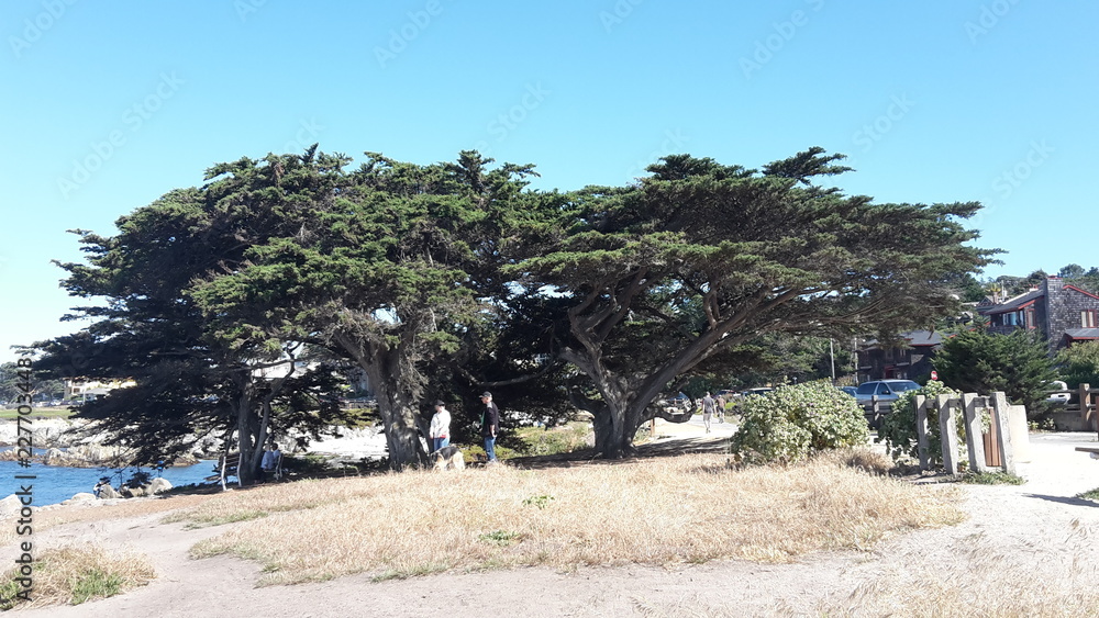 Trees at the californian coast