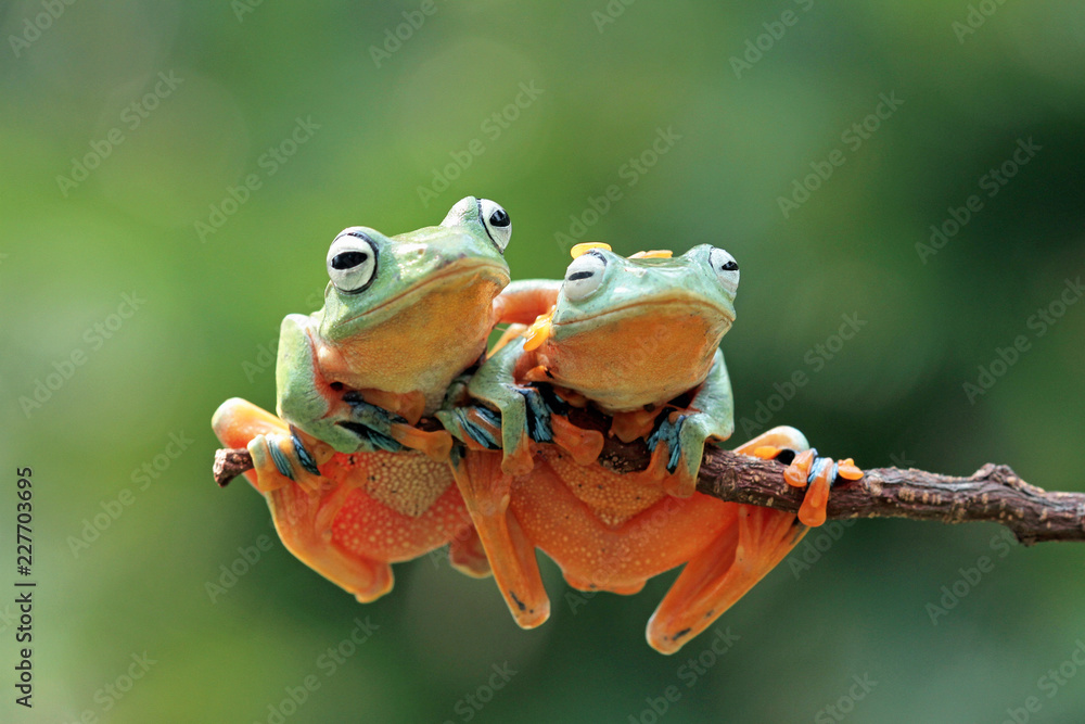 Fototapeta premium Javan tree frog on branch