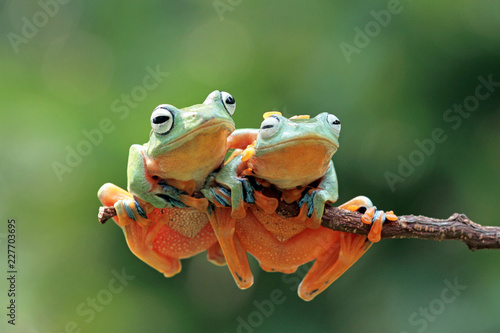 Javan tree frog on branch