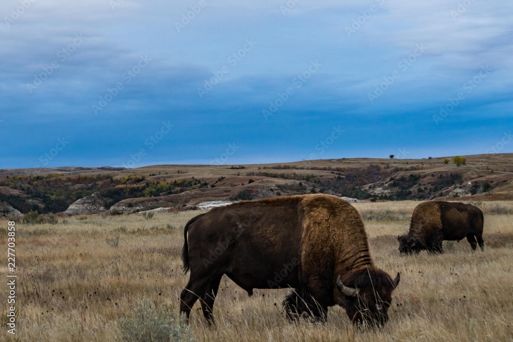 Bison of Theodore Roosevelt National Park