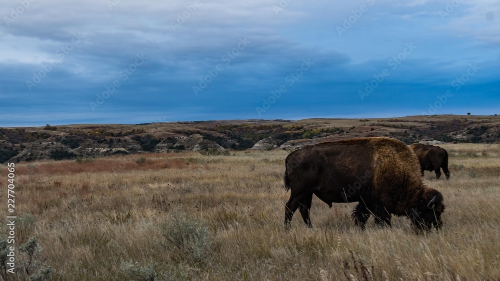 Bison of Theodore Roosevelt National Park