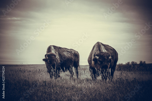 Bison of Theodore Roosevelt National Park