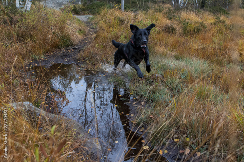 Dog playing in a muddy forest