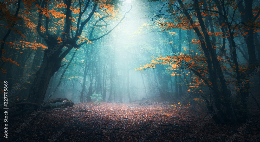 Naklejka premium Piękny mistyczny las w błękitnej mgle w jesieni. Kolorowy krajobraz z zaczarowanymi drzewami z pomarańczowymi i czerwonymi liśćmi. Sceneria z ścieżką w marzycielskim mgłowym lesie. Kolory jesieni w październiku. Tło natura