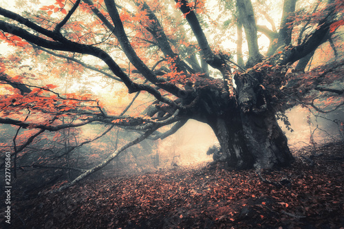 Old magical tree with big branches and orange leaves in fog at dusk. Mystical autumn foggy forest. Scenery with fairy forest in fall. Amazing colorful landscape with misty trees. Nature background
