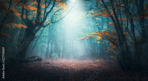Beautiful mystical forest in blue fog in autumn. Colorful landscape with enchanted trees with orange and red leaves. Scenery with path in dreamy foggy forest. Fall colors in october. Nature background photo