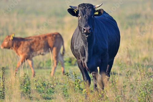 Brown Cow. © Tomasz Warszewski