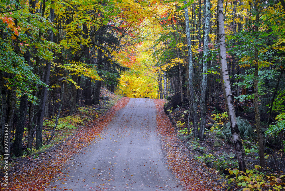 Fototapeta premium Autumn foliage with red, orange and yellow fall colors in A Northeast forest, USA