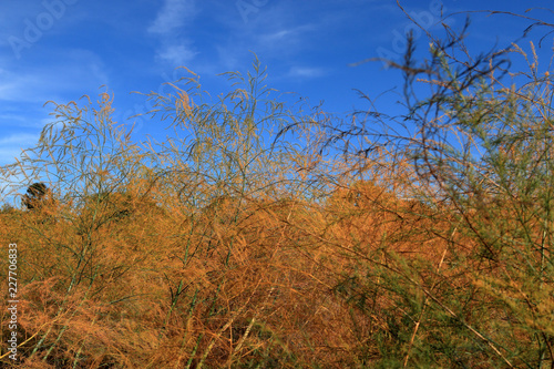 Spargelfeld im Herbst