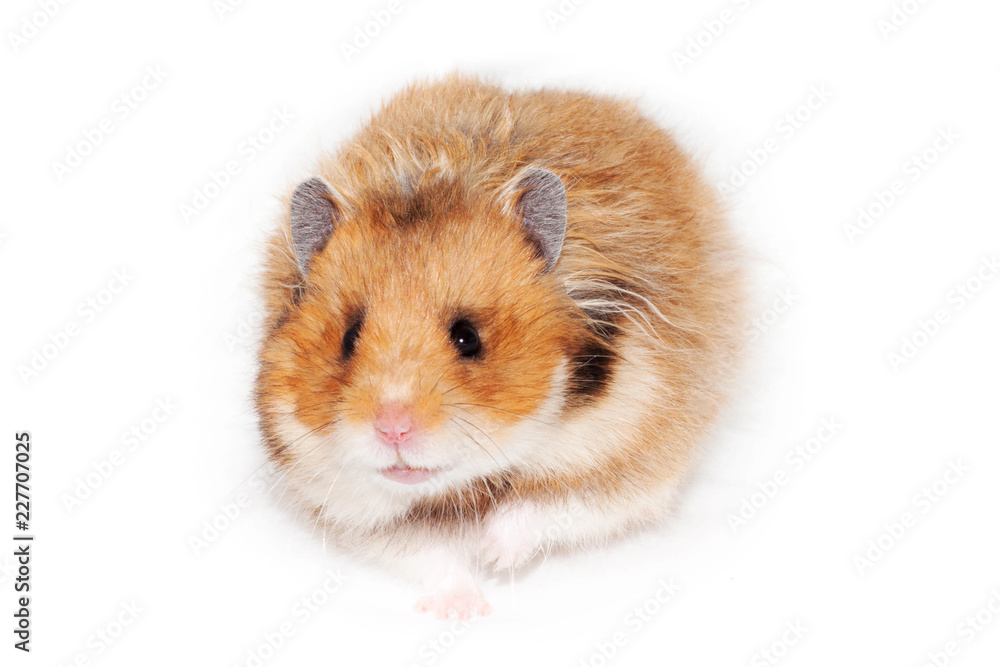 adult beautiful Syrian hamster goes forward.