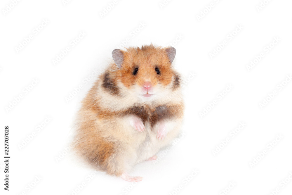 curious Syrian hamster sits on its hind legs. curious Syrian hamster sits on its hind legs.