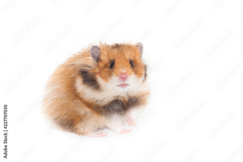 curious Syrian hamster sits on its hind legs curious Syrian hamster sits on its hind legs