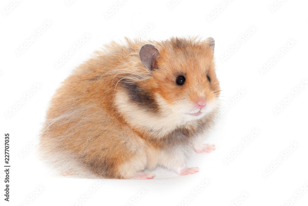 cute funny Syrian hamster. isolated, white background Stock Photo | Adobe  Stock