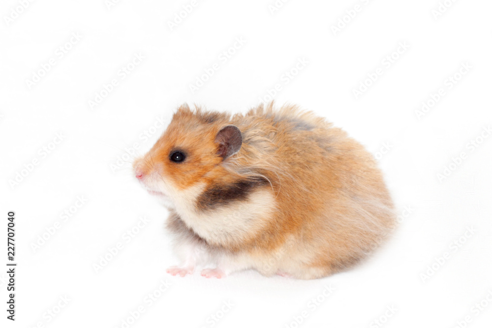 adult beautiful Syrian hamster goes forward. adult beautiful Syrian hamster goes forward.
