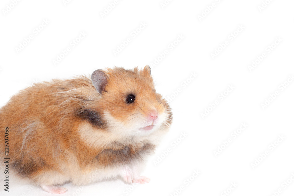 adult beautiful Syrian hamster goes forward.