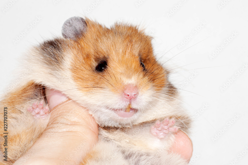 funny Syrian hamster sitting on the hand of a man and smiling. funny Syrian hamster sitting on the hand of a man and smiling.