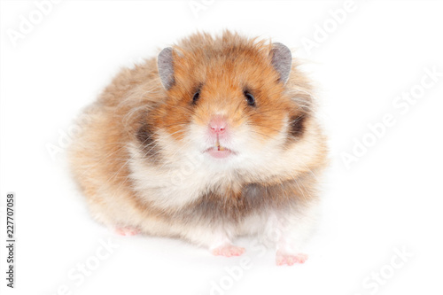 adult beautiful Syrian hamster goes forward.