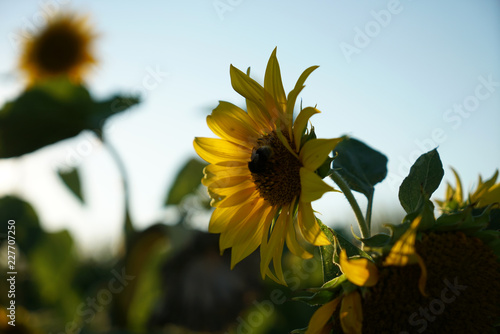 Fototapeta Naklejka Na Ścianę i Meble -  Sunflowers in Germany on the roadside just before sunset
