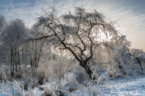 Winter landscape - frosty trees in sunny morning. Tranquil winter nature in sunlight