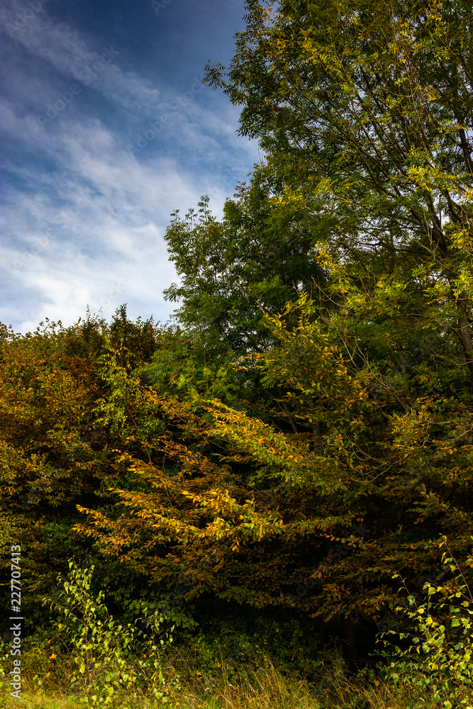 Fototapeta premium walk in Hatfield forest