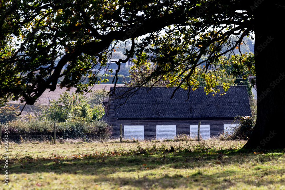 walk in Hatfield forest walk in Hatfield forest