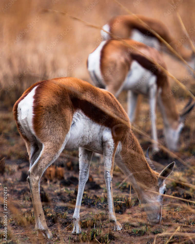 Springbok Grazing