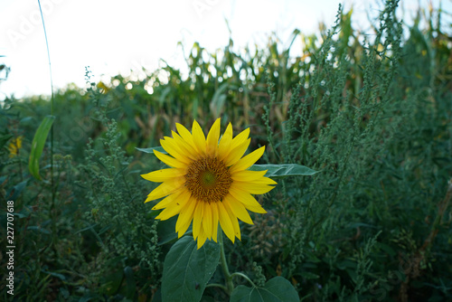 Fototapeta Naklejka Na Ścianę i Meble -  Sunflowers in Germany on the roadside just before sunset
