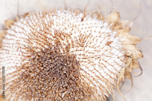 Fototapeta Naklejka Na Ścianę i Meble -  Sunflowers in Germany on the roadside just before sunset
