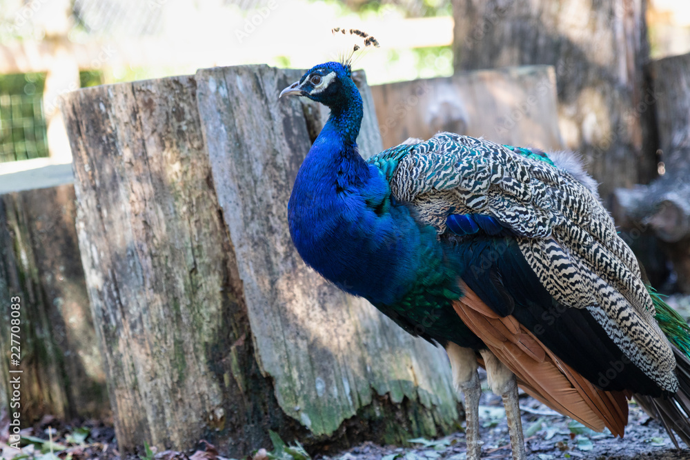 Fototapeta premium Close up of a peacock