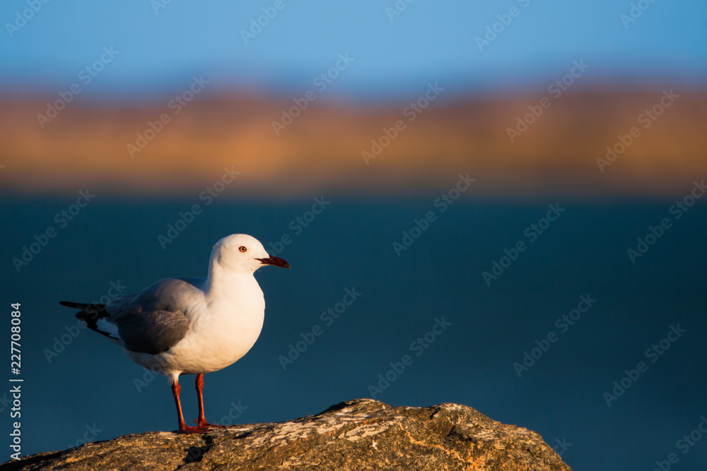 Obraz premium Hartlaub's Gull