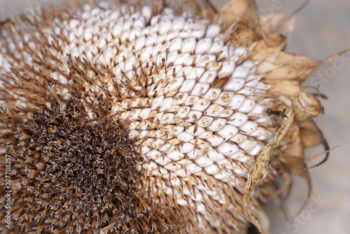 Fototapeta Naklejka Na Ścianę i Meble -  Sunflowers in Germany on the roadside just before sunset
