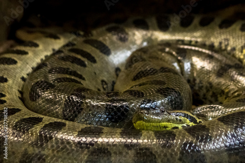 Фотография Green anaconda, Eunectes murinus,  sucuri snake