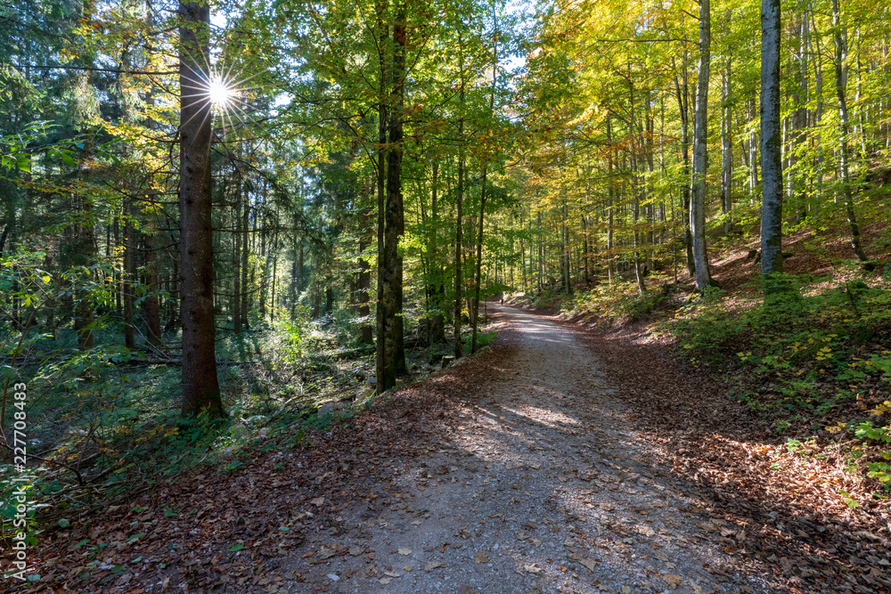 Wanderweg am Langbathsee mit vielen Laubbäumen im Herbst Wanderweg am Langbathsee mit vielen Laubbäumen im Herbst