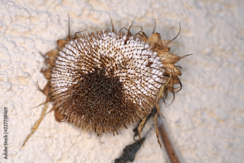 Fototapeta Naklejka Na Ścianę i Meble -  Sunflowers in Germany on the roadside just before sunset
