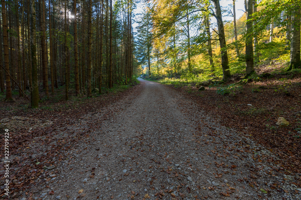 Fototapeta premium Wanderweg am Langbathsee mit vielen Laubbäumen im Herbst