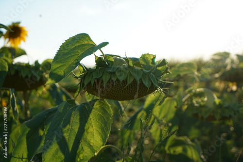 Fototapeta Naklejka Na Ścianę i Meble -  Sunflowers in Germany on the roadside just before sunset
