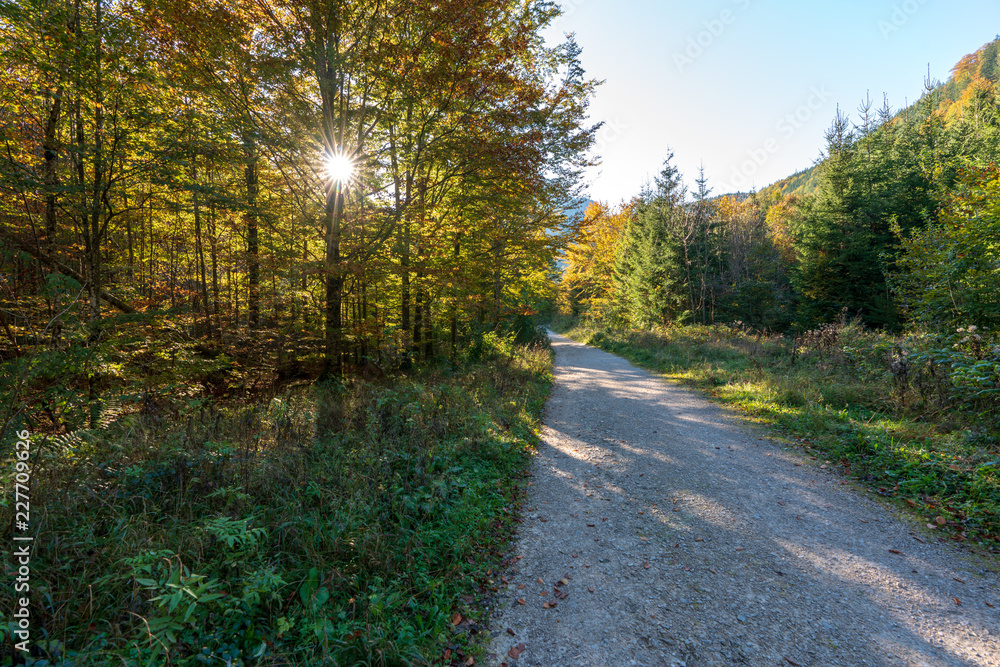 Fototapeta premium Wanderweg am Langbathsee mit vielen Laubbäumen im Herbst