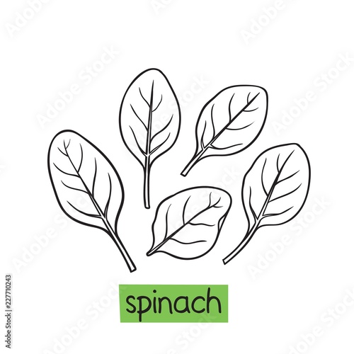 Spinach hand drawn