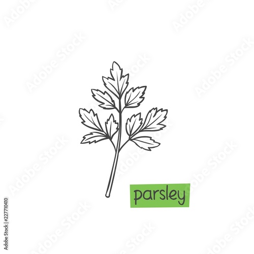 Parsley hand drawn