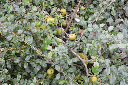 Japanese Quince, Chaenomeles superba, crimson and gold, York Museum Gardens, North Yorkshire, England, September 2018