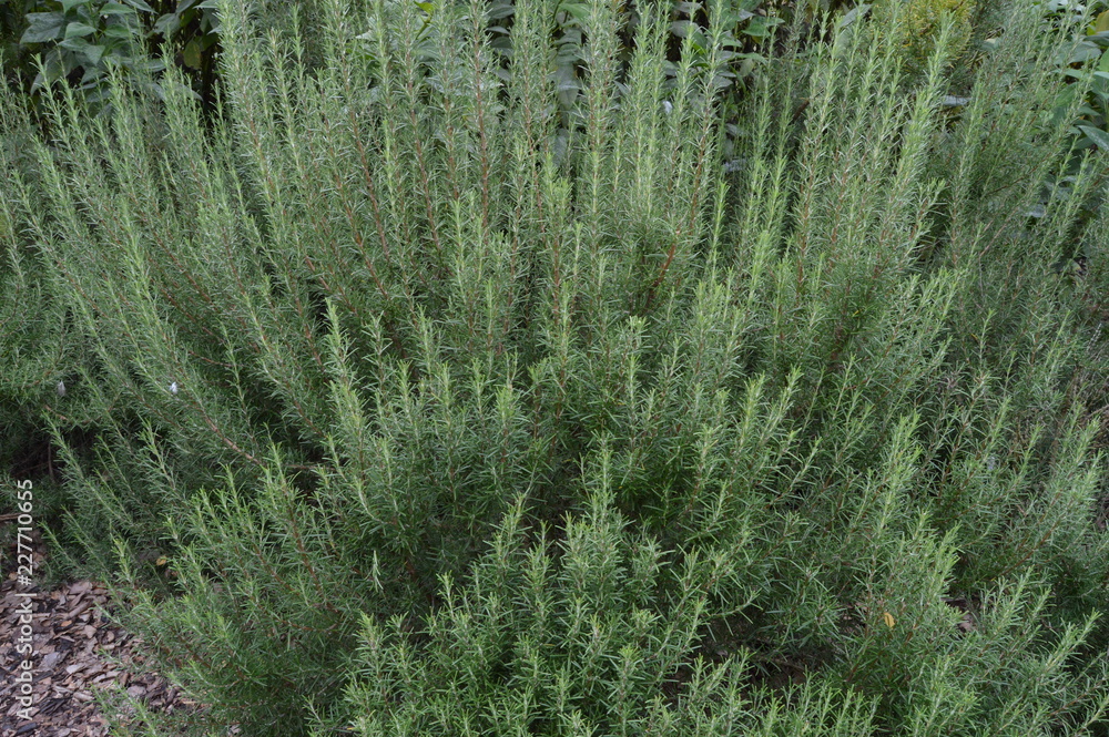 Rosemary herb inYork Museum Gardens, North Yorkshire, England, September 2018 Rosemary herb inYork Museum Gardens, North Yorkshire, England, September 2018