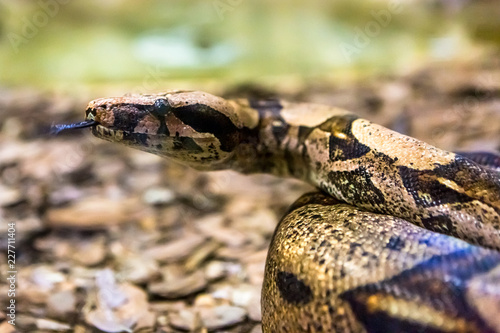 Boa constrictor, a species of large, heavy bodied snake.